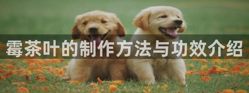 龙八国际娱乐客服