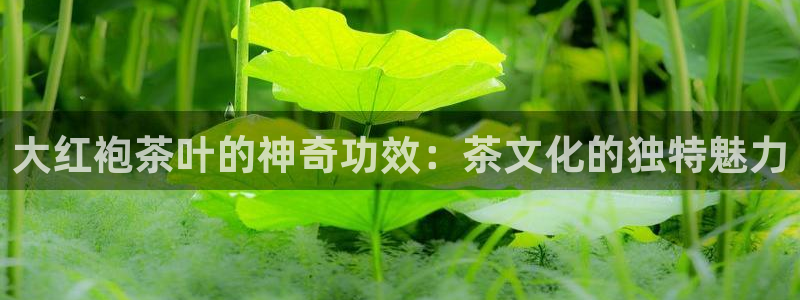 龙八国际手机app