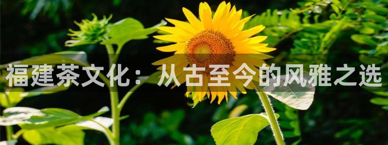 龙八国际娱乐dt 和老虎机