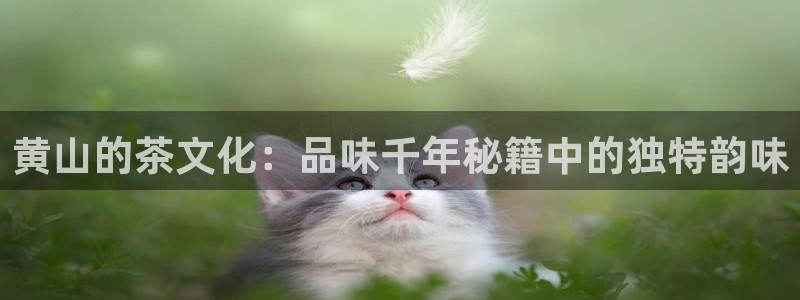 龙八国际靠谱吗