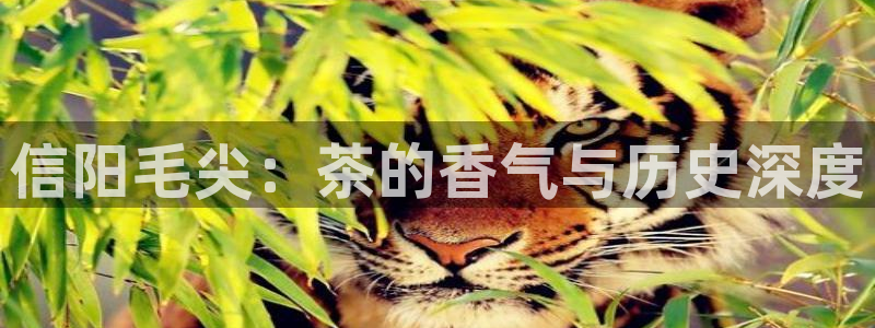 龙八国际手机app