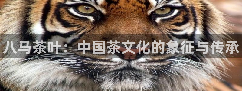 龙八国际娱乐官网多少