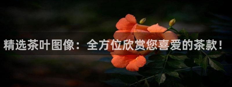 龙八国际app客户端下载安卓