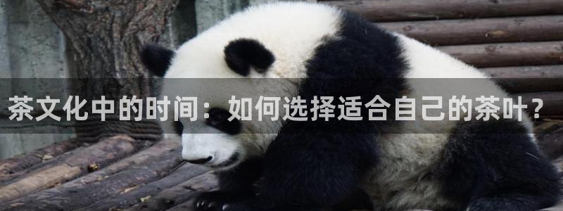 冯文戈 龙八国际集团