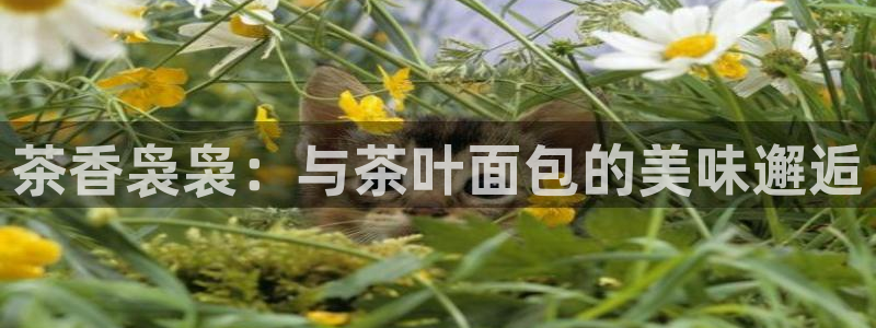 龙八国际网站多少