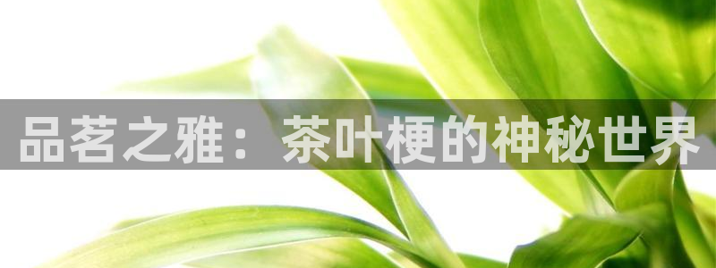 龙八国际备用地址