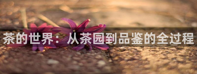 龙八国际网易云音乐